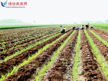 農(nóng)業(yè)生產(chǎn)托管服務(wù) 賦能現(xiàn)代農(nóng)業(yè)，繪就鄉(xiāng)村振興新圖景